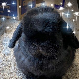 Meet your Posher, Sherry